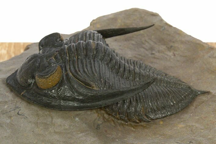 Gorgeous Zlichovaspis Trilobite - Orange Eye Preservation #334842